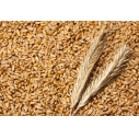 Пшеница цельная 25кг